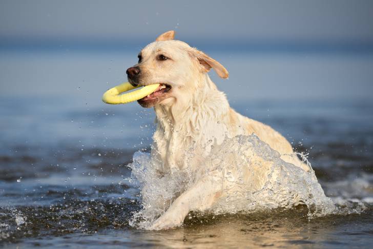 Photo Labrador Retriever