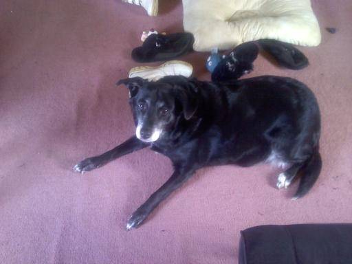Cheyanne - Labrador Retriever (8 ans)
