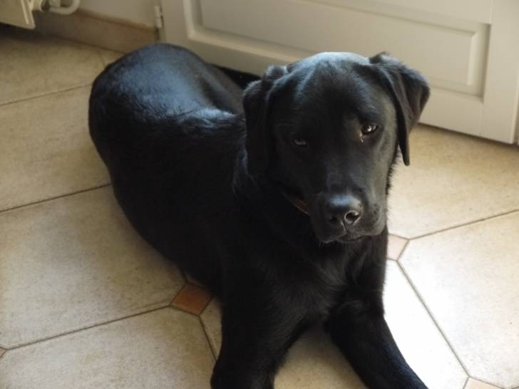 fly - Labrador Retriever Mâle (5 mois)