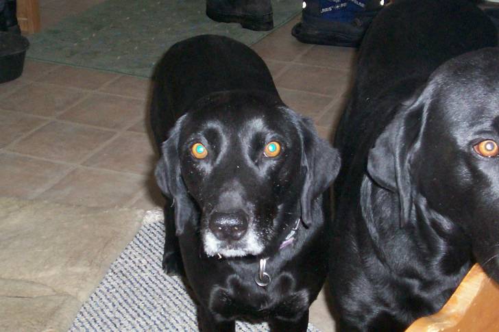 Angus - Labrador Retriever (11 ans)