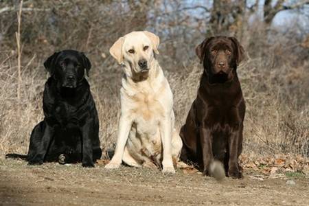 Labs - Labrador Retriever Mâle (3 ans)