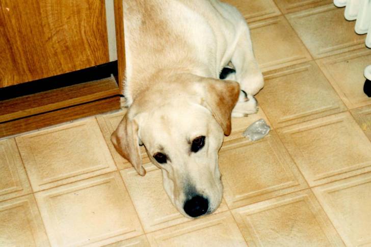 Roitan - Labrador Retriever Mâle (1 an)