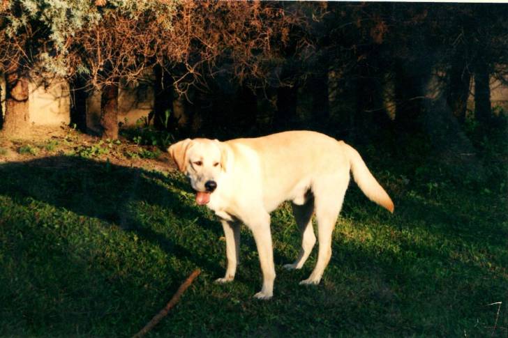 Roitan - Labrador Retriever Mâle (1 an)