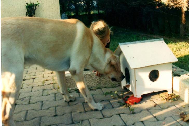 Roitan - Labrador Retriever Mâle (1 an)