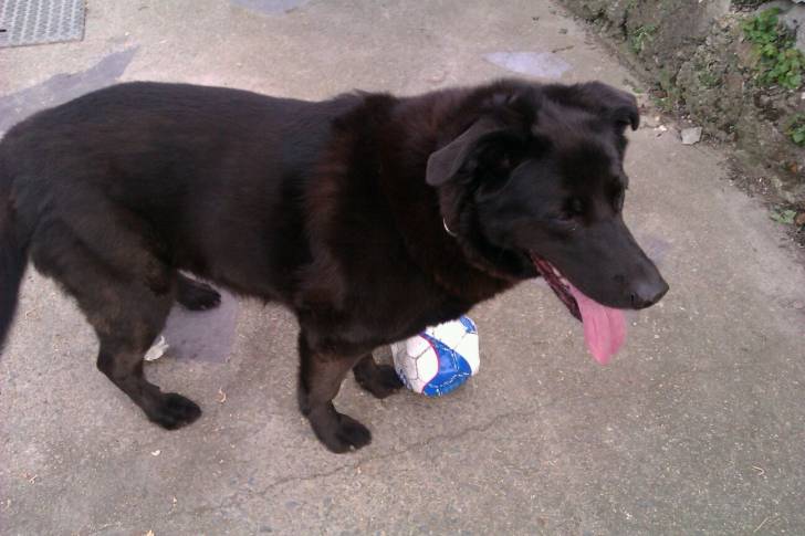Tia - Labrador Retriever (9 ans)
