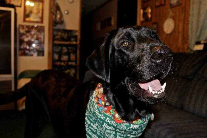 Jericho Frickles - Labrador Retriever Mâle (1 an)