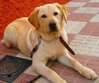 sasha - Labrador Retriever (5 ans)
