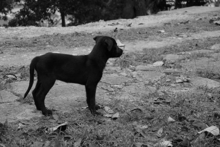 Amiral - Labrador Retriever Mâle (2 mois)