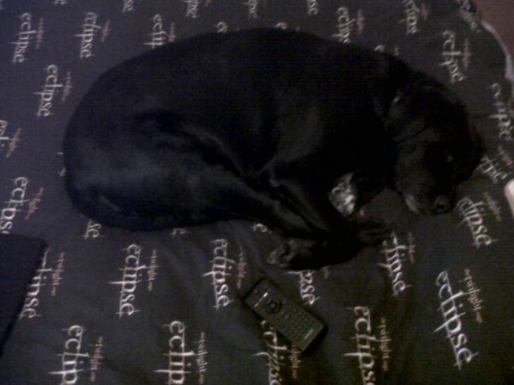 Tyson - Labrador Retriever Mâle (10 ans)