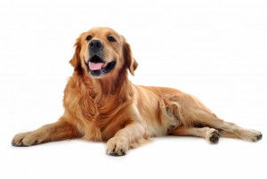 Un Labrador Retriever allongé sur fond blanc