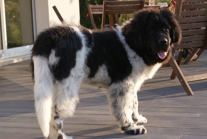 Floyd - Terre-Neuve Mâle (9 mois)