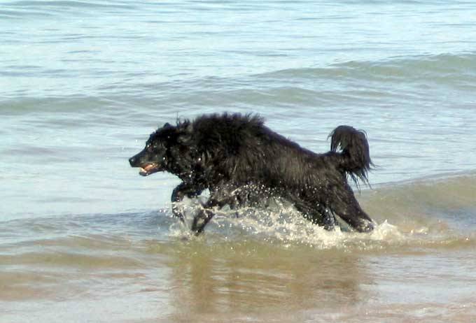 balou tout mouiller - Terre-Neuve Mâle (4 ans)