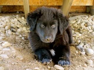 Ruger - Terre-Neuve Mâle (4 mois)