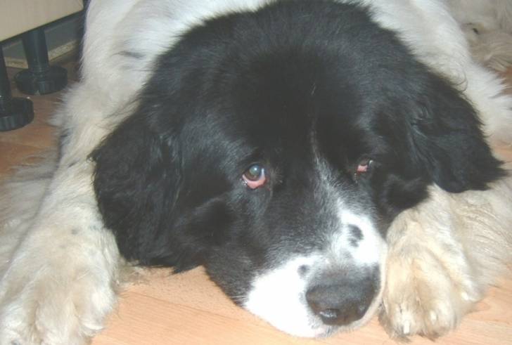 Olly - Terre-Neuve Mâle (2 ans)