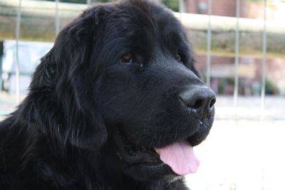 Hurricane - Terre-Neuve (3 ans)