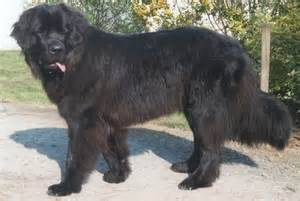 Wizzard - Terre-Neuve Mâle (2 ans)