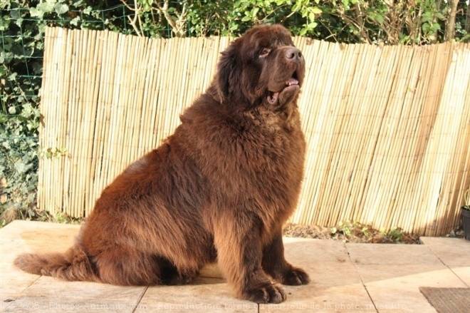 Nino - Terre-Neuve Mâle (8 ans)