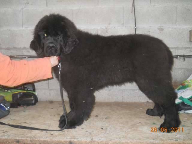 terre neuve bb 4mois giovani - Terre-Neuve