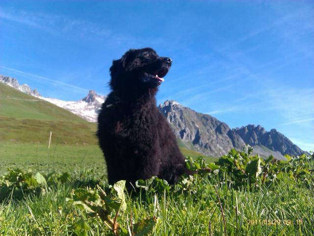 Terre Neuve, Crapule - Terre-Neuve