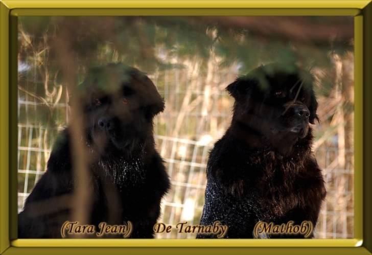 Tara Jean & Mathob - Terre-Neuve