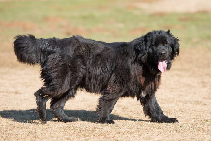 Un chien Terre Neuve marche dans un jardin