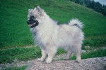Photo Keeshond