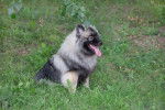 Photo Keeshond