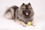 Photo Keeshond