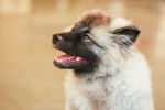 Photo Keeshond