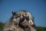 Photo Keeshond