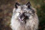 Photo Keeshond