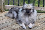 Un Keeshond allongé sur un plancher et regardant vers la caméra 