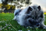 Un Keeshond allongé sur un terrain herbeux 