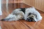 Un Keeshond allongé sur un plancher 