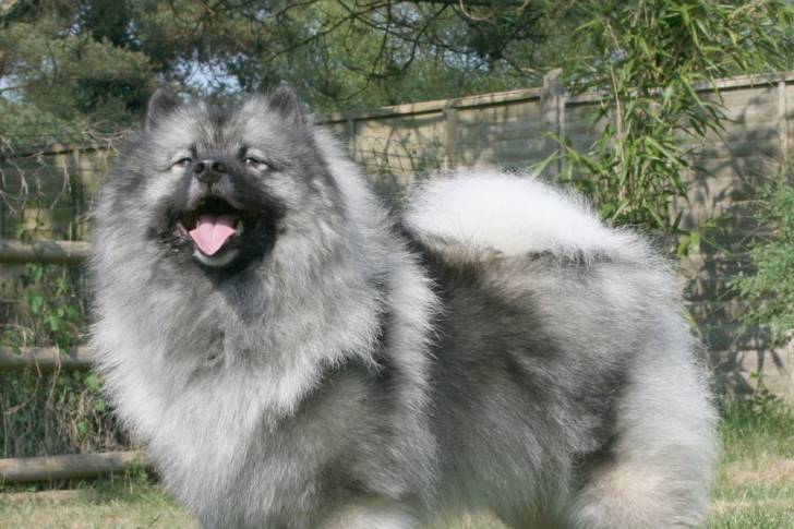 Photo Keeshond