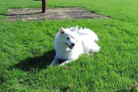 Sita - Keeshond