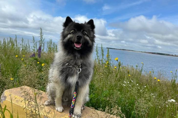 Un Keeshond assis et tenu en laisse 