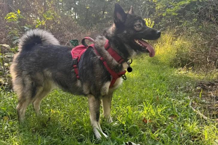 Un Keeshond sur une surface herbacée et portant un collier autour du cou