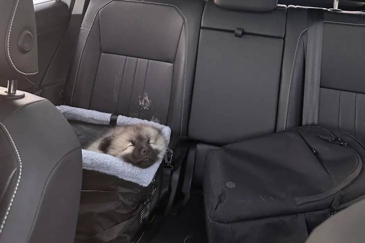 Un Keeshond allongé dans un panier
