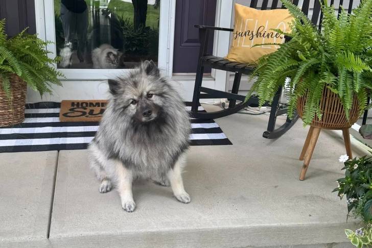 Un Keeshond assis sur une surface bétonnée