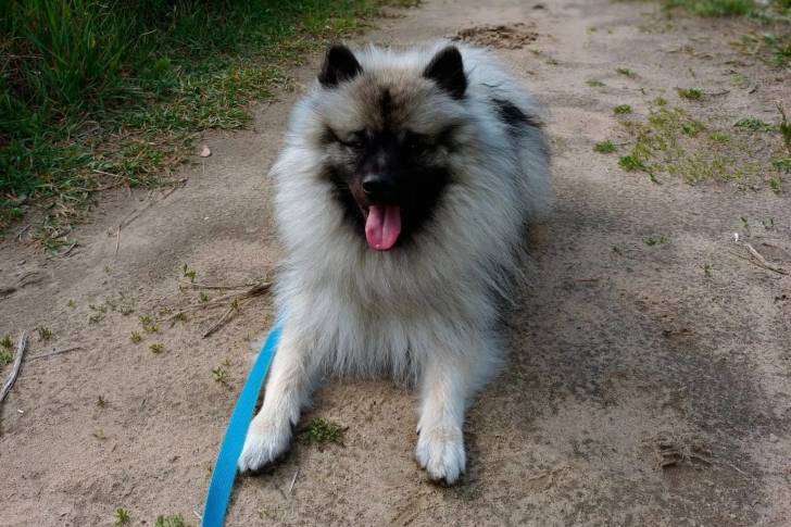Un Keeshond ayant la langue pendante et qui est tenu en laisse 