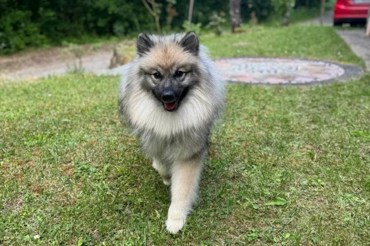 Un Keeshond marchant sur une surface gazonnée et regardant vers la caméra 