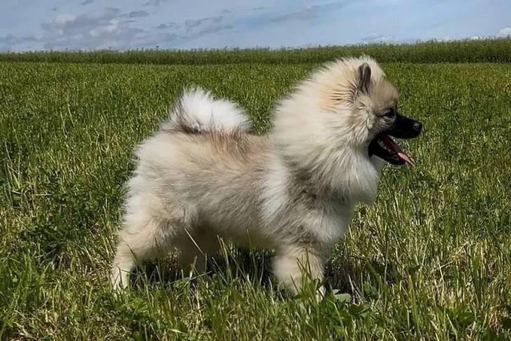 Un Keeshond sur un terrain herbeux 