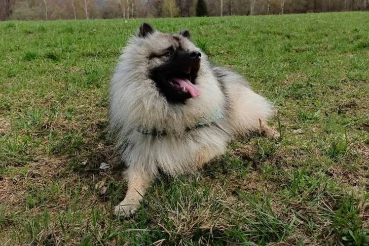 Un Keeshond ayant la langue pendante et portant un harnais 