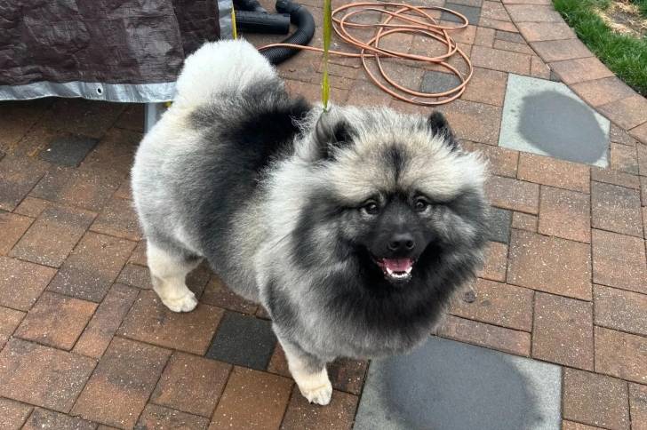 Un Keeshond assis sur un sol pavé et qui est tenu en laisse 