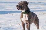 Un Pitbull debout dans la neige