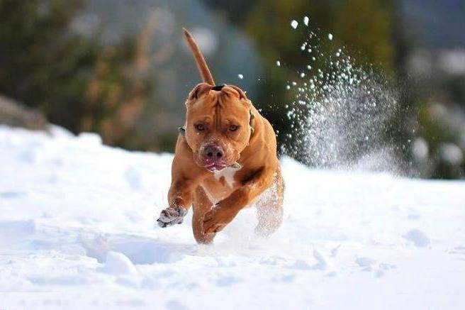 Un Red Nose qui court dans la neige