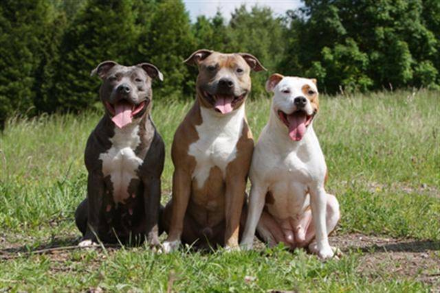 dacota,fripouille et pitou - Pitbull Mâle (4 ans)