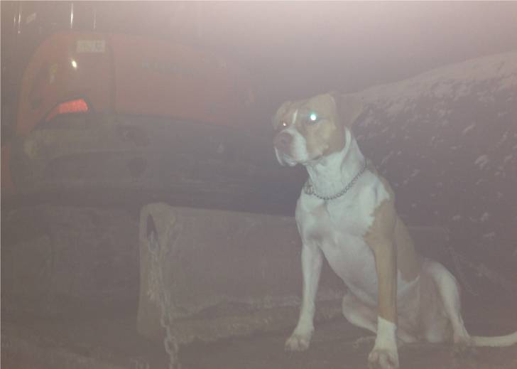 N-J - Pitbull (4 ans)