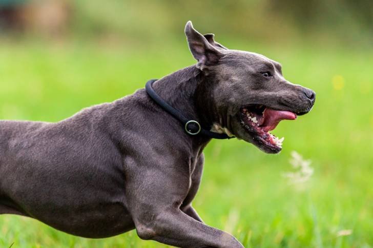 Un Pitbull noir qui court la langue pendue